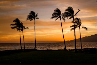 Sunset-Palms