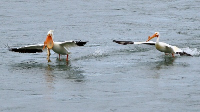 Palisades Pelican